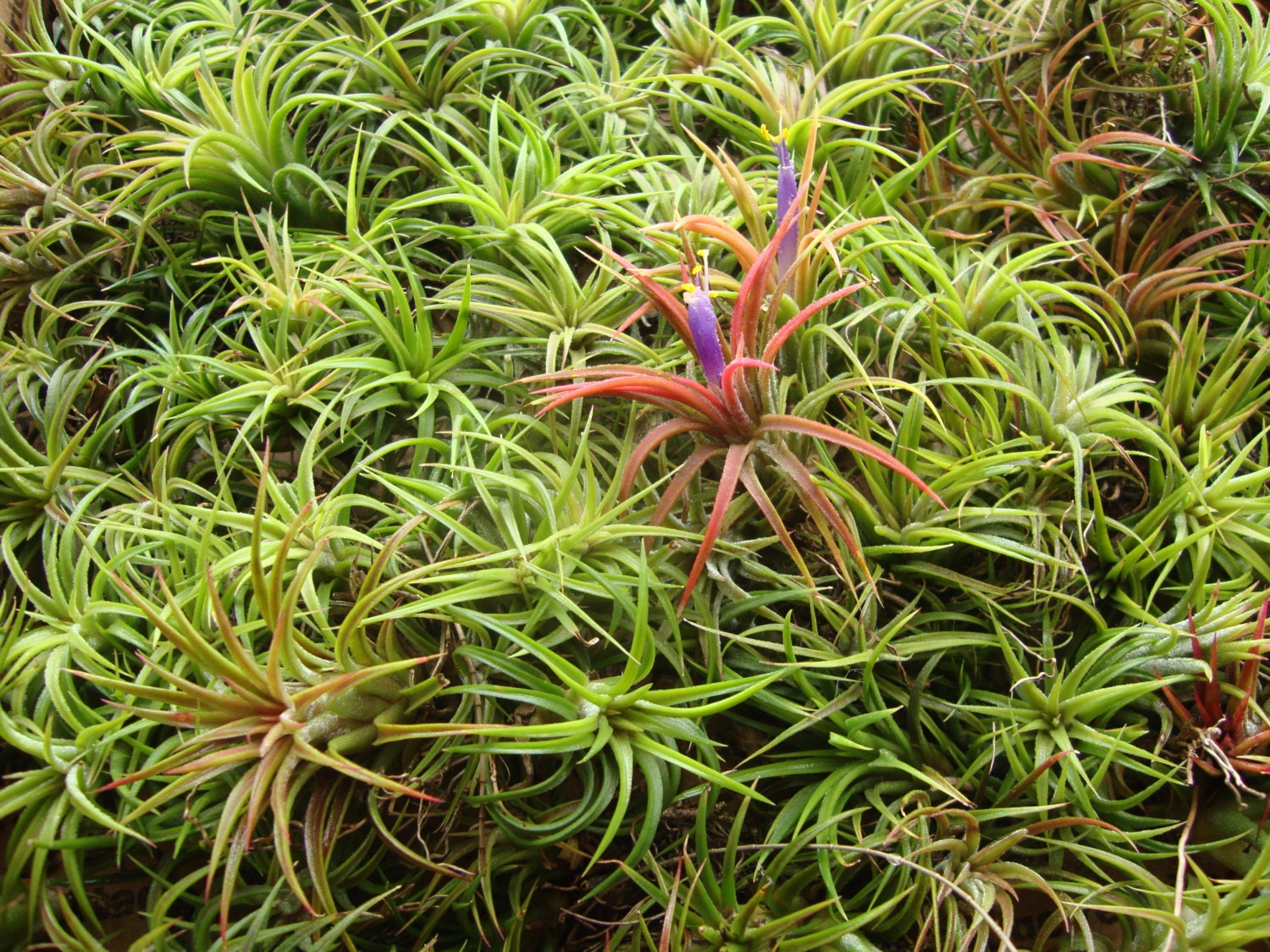 50 Air Plants SALE Small Tillandsia FREE SHIPPING
