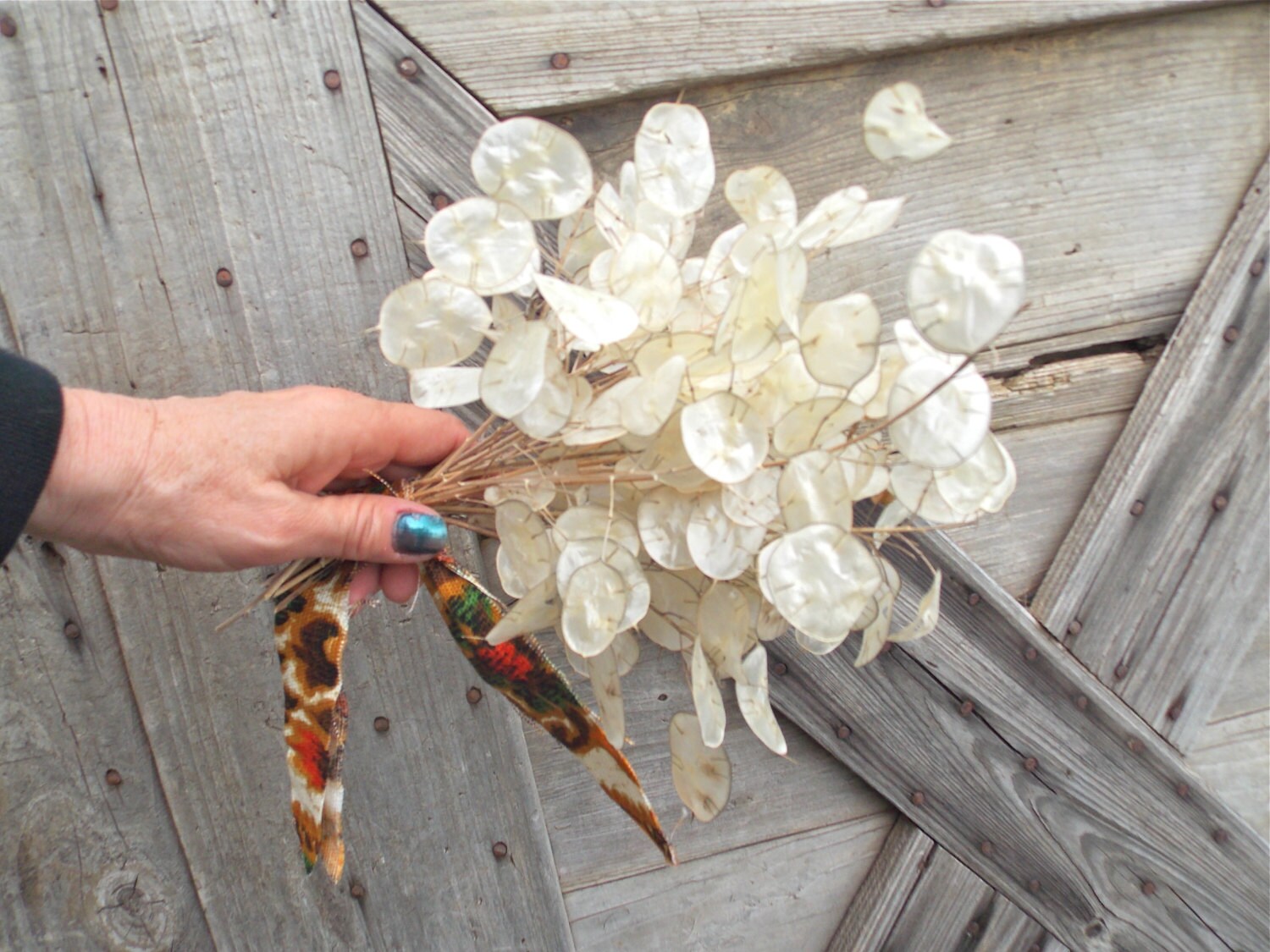 Silver Dollar Plant Flower Bunch Dry Arrangement Simple