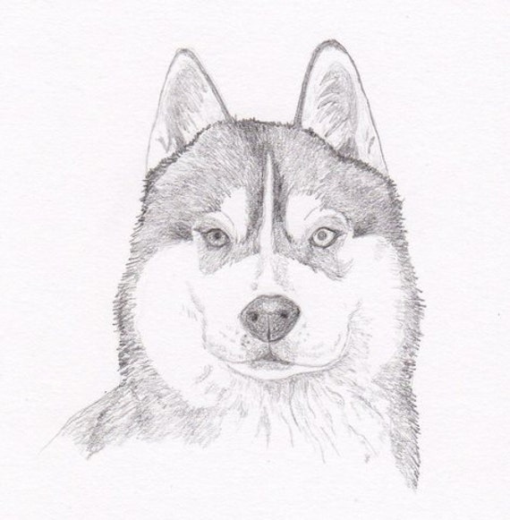 Siberian Husky Signed Personalized Original Pencil Drawing 