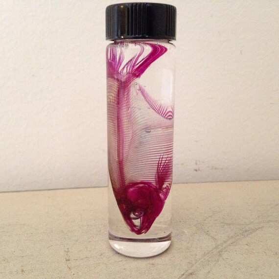 Diaphonized Fish Wet Specimen Preserved Diaphonization