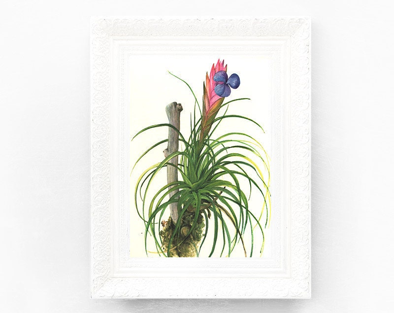 8x10 Vintage Botanical Print. Encyclopedia Illustration.
