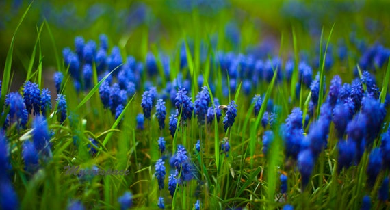 Articles similaires à Champ de la fleur bleu électrique, fleurs bleues, fleurs, printemps, macro imprimer, Nature, 8 x 14 cm sur Etsy