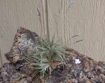 Tillandsia Bandensis Cluster