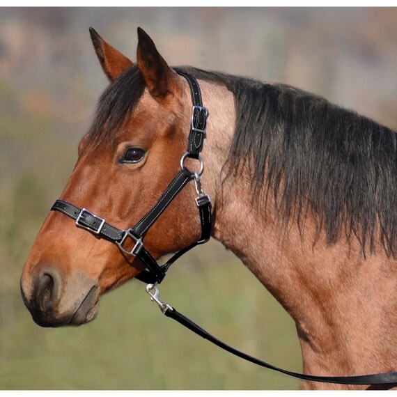 mini-horse-size-halter-and-lead-leather-buckle-nose-halter