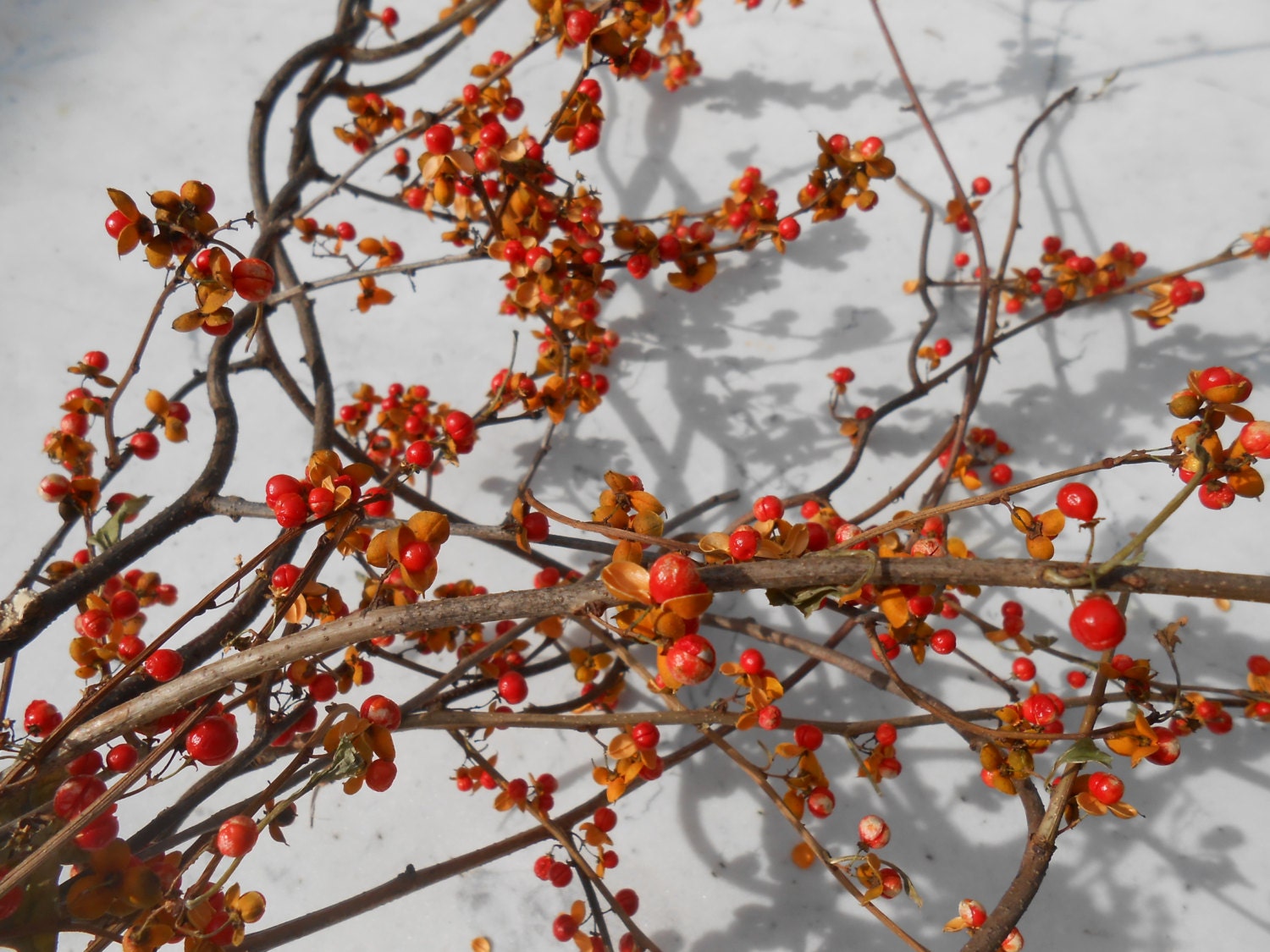 Large Bunch of Real Bittersweet Vine and Branches Autumn