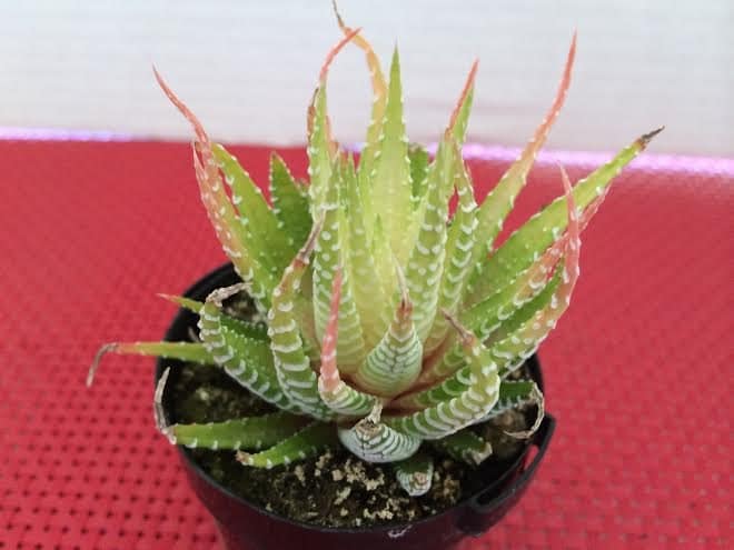 variegata zebra plant care variegata zebra plant care