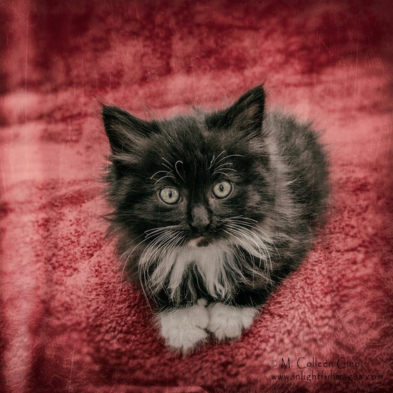 Items similar to Long Haired Black and White Tuxedo Kitten Sitting on