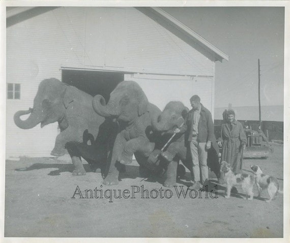 Circus animal trainer w elephants dogs vintage photo by ArtNotch