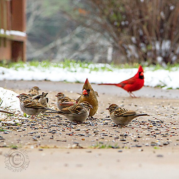 items similar to bird photograph cardinals and sparrows items similar to bird photograph cardinals and sparrows