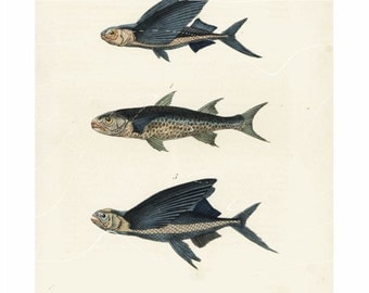 Antique Natural History Print Crenilabre, Exocet Volant, Exocet Sauteur Fish Original Hand colored