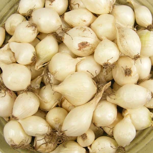 White Onion Sets Organic Onion Bulbs White Ebenezer Onion 1