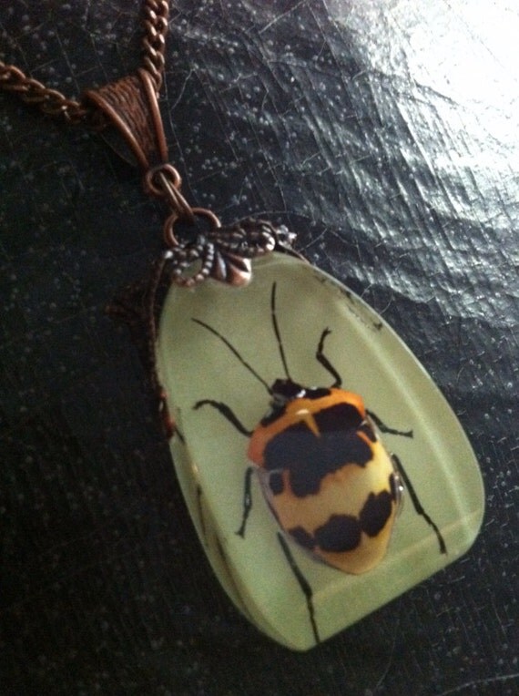 Glow in the dark real taxidermy bug beetle by EleganceOfTheHeart