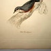 Rare Antique Bird Engraving Print 1800's Jardine Selby Himalayan Nuthatch H/C