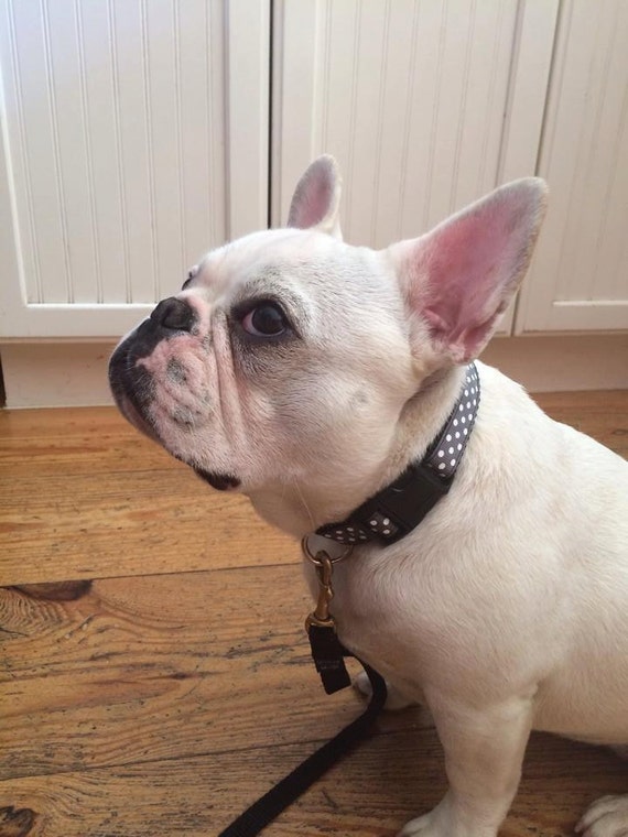 Items similar to Grey and White Polka Dot Large Dog Collar on Etsy