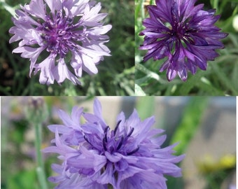 Light, bright, and deep purple mixed bachelor's button seeds (200 ct)