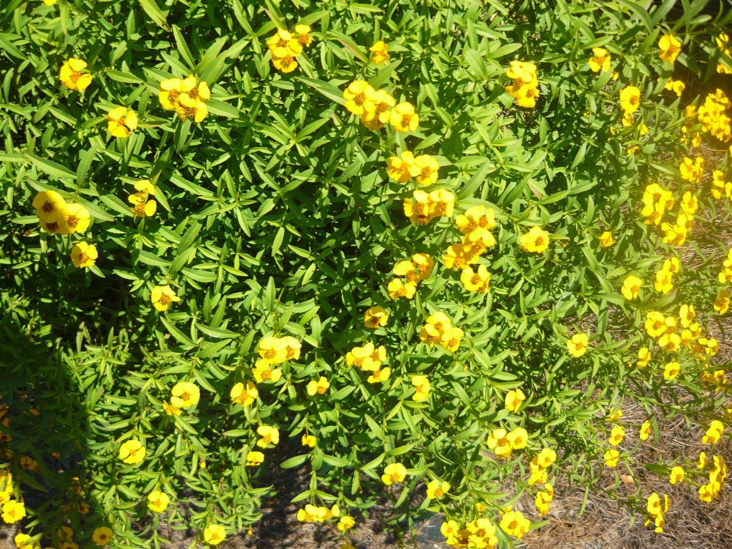 Texas Tarragon Live herb plant