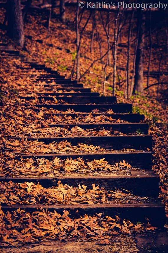 Stairs in the Woods 11x14 matted photo Fine artLedges State