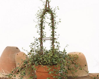 Items similar to Live Angel Vine Topiary Flower on Etsy