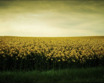 Rapeseed Field, original fine art photography, print, landscape, nature, 8x12, yellow, plant, scotland, flower, fife, green, summer