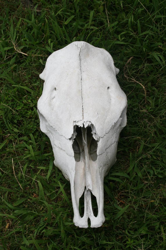 cow-skull-natural-european-real-bone-bovine-rustic-by-davisfarms