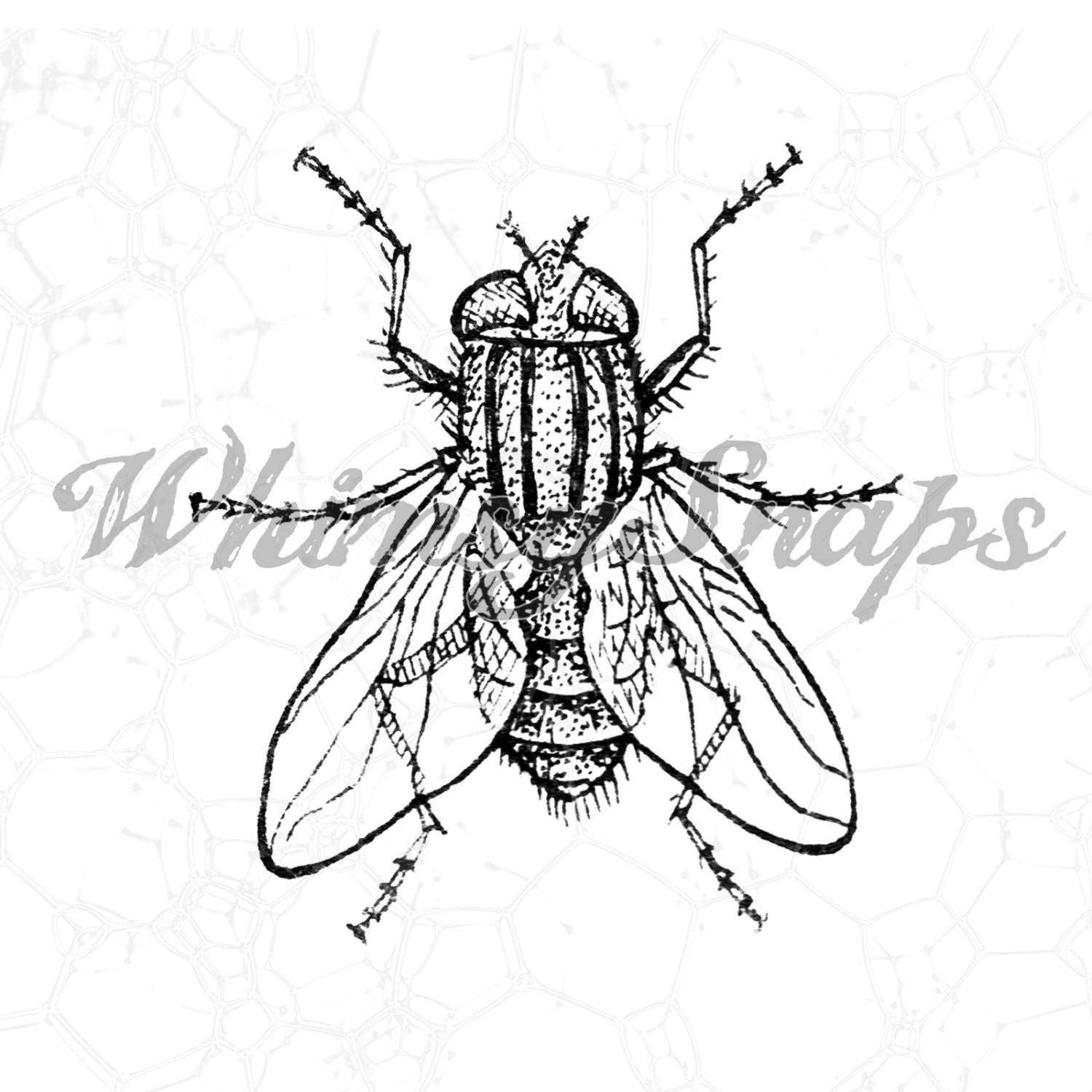 Awesome Housefly Fly Vintage Insect Drawing Digital Image