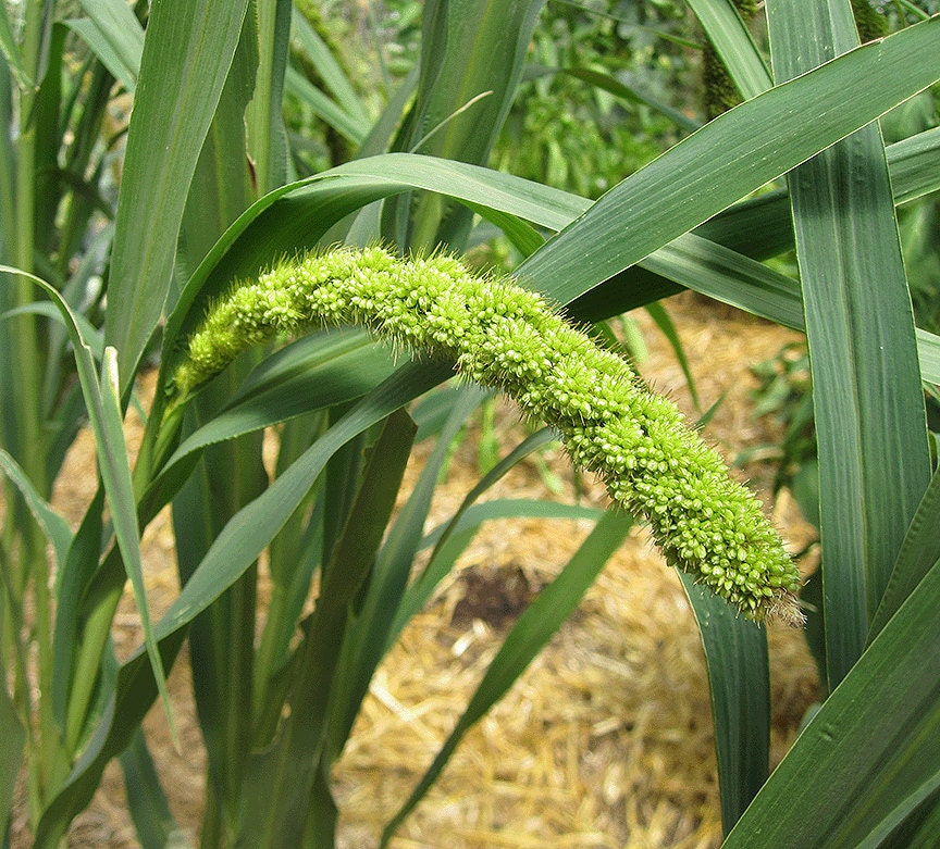 Limelight Millet