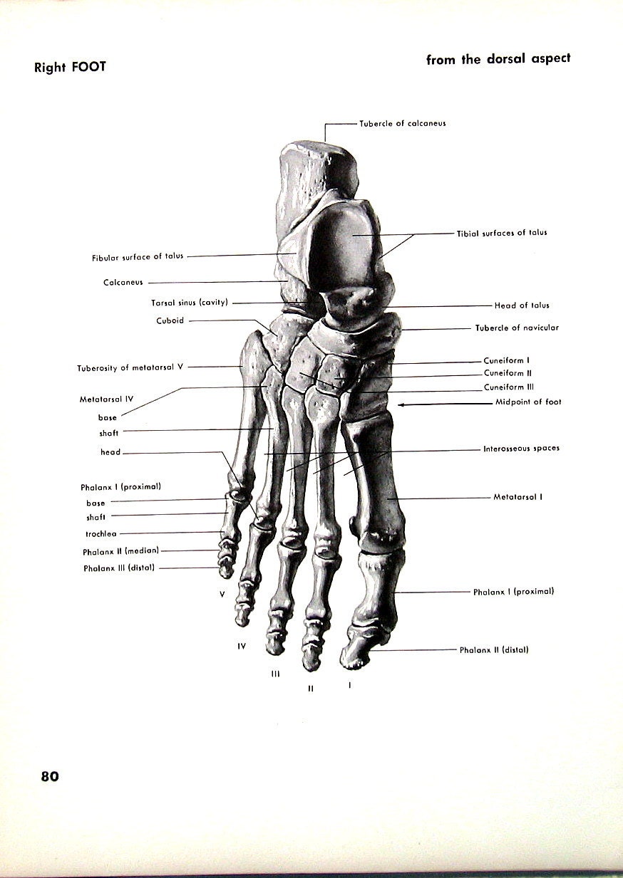 Human Foot Right Foot 1951 Vintage Anatomy Book Plate Human