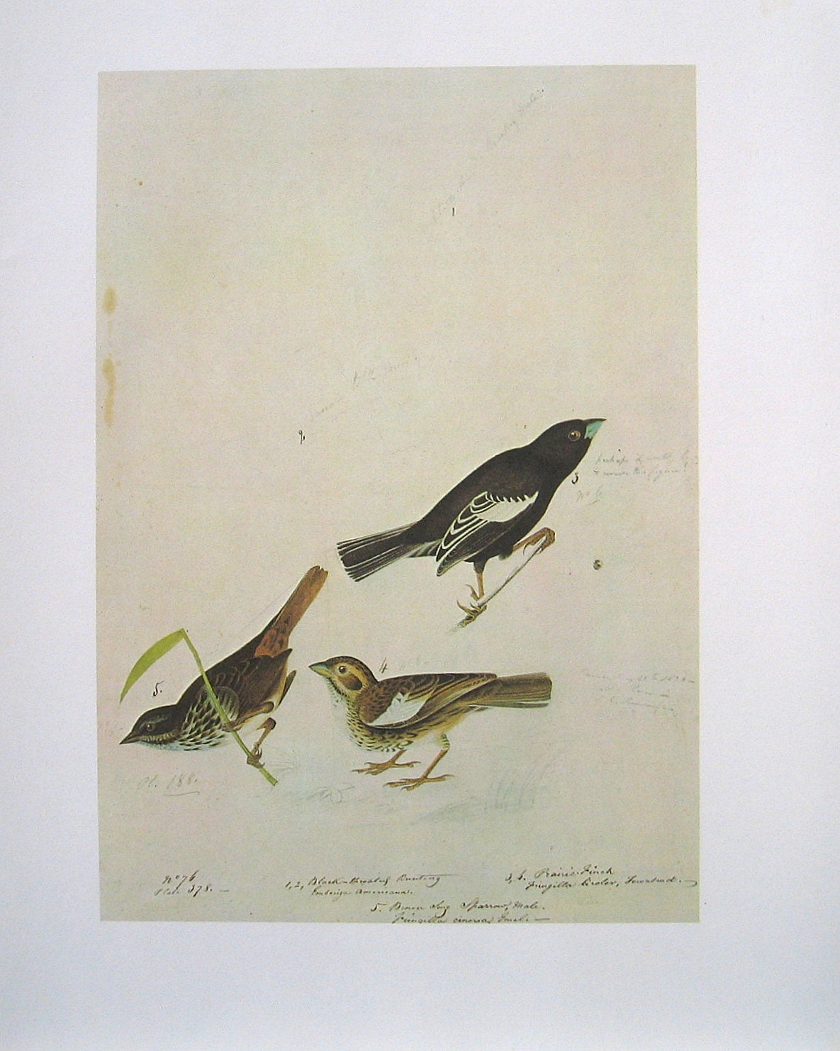 lark-bunting-song-sparrow-1966-audubon-bird-print-1966