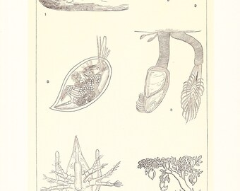 1903 Animal Print - Barnacles - Vintage Antique Home Decor Book Plate Art Illustration for Framing 100 Years Old