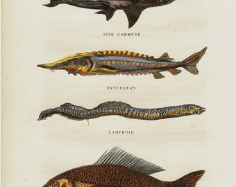 1850 Antique FISH print, hand colored fishes, carp, eel, lamprey, surgeonfish, swordfish, original antique