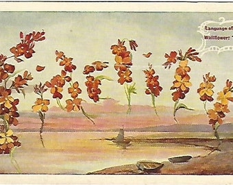 Fidelity Wallflower Flowers Language of Flowers Vintage Postcard over 100 Years Old! 1909