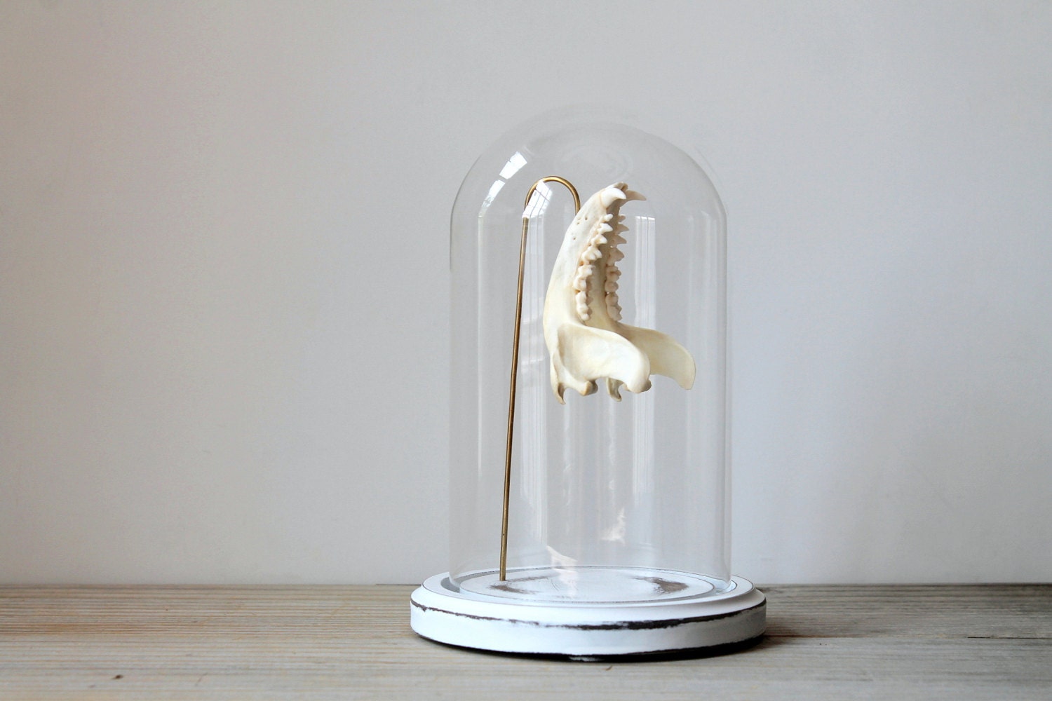 Vintage glass dome specimen display / Victorian inspired