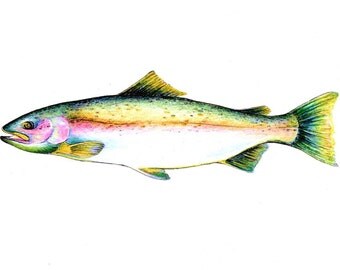 Steelhead Salmon print. Steelhead Salmon wall art. Fish Print.