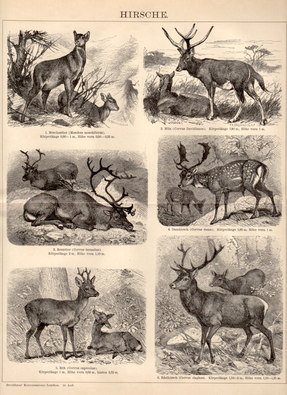 1898 Deer Antique Print Vintage Lithograph Cervidae