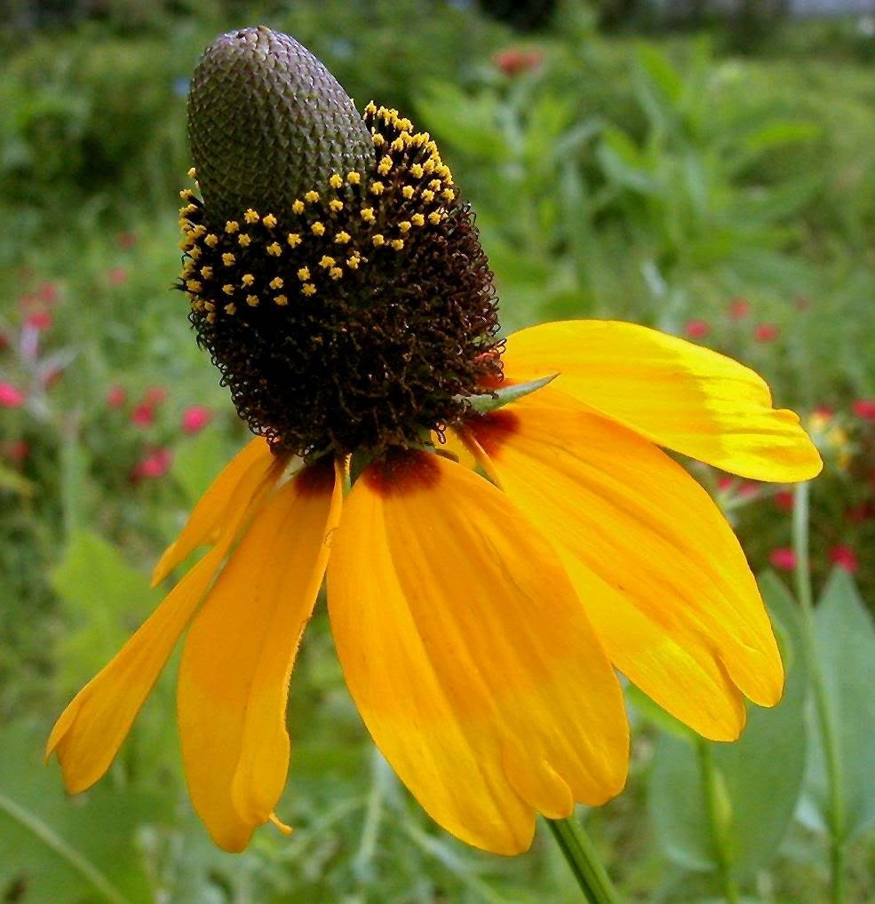 1000 HEIRLOOM Clasping Coneflower Seeds
