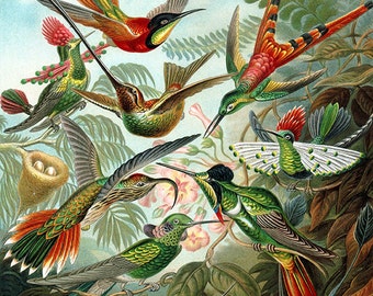 Hummingbirds art image download, Ernst Haeckel, vintage illustration, high resolution, birds art -- item no 32