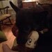 LadybuginNH
