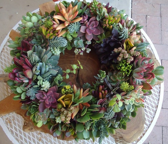 Succulent Wreath, Featured in Birds and Blooms and Phoenix Magazines, Etsy Featured Seller, 14"