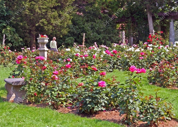 Victorian English Rose Garden Floral Fine Art Photography