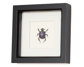 Dung beetle art | Etsy