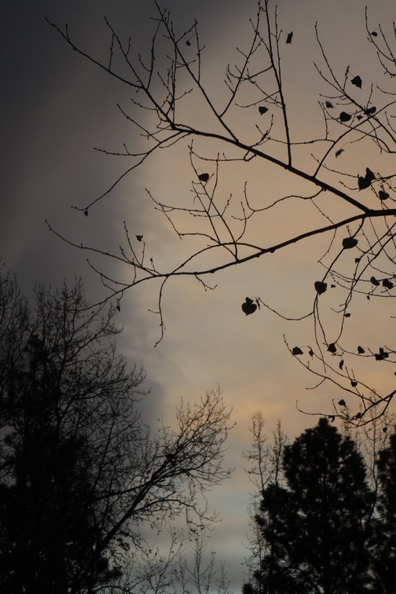 Items similar to Winter Sky Before the Storm with Black Branches ...