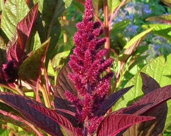 Amaranth, Organic Opopeo Amaranth Seeds | High Protein Grain and Beautiful Cut Flower