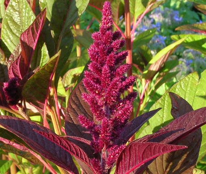 Amaranth Organic Opopeo Amaranth Seeds High Protein Grain