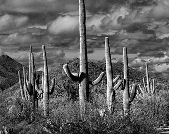 Saguaro Cactuses in Saguaro National Park by Tucson Arizona No.FS1620BW A Black and White Fine Art Landscape Photograph