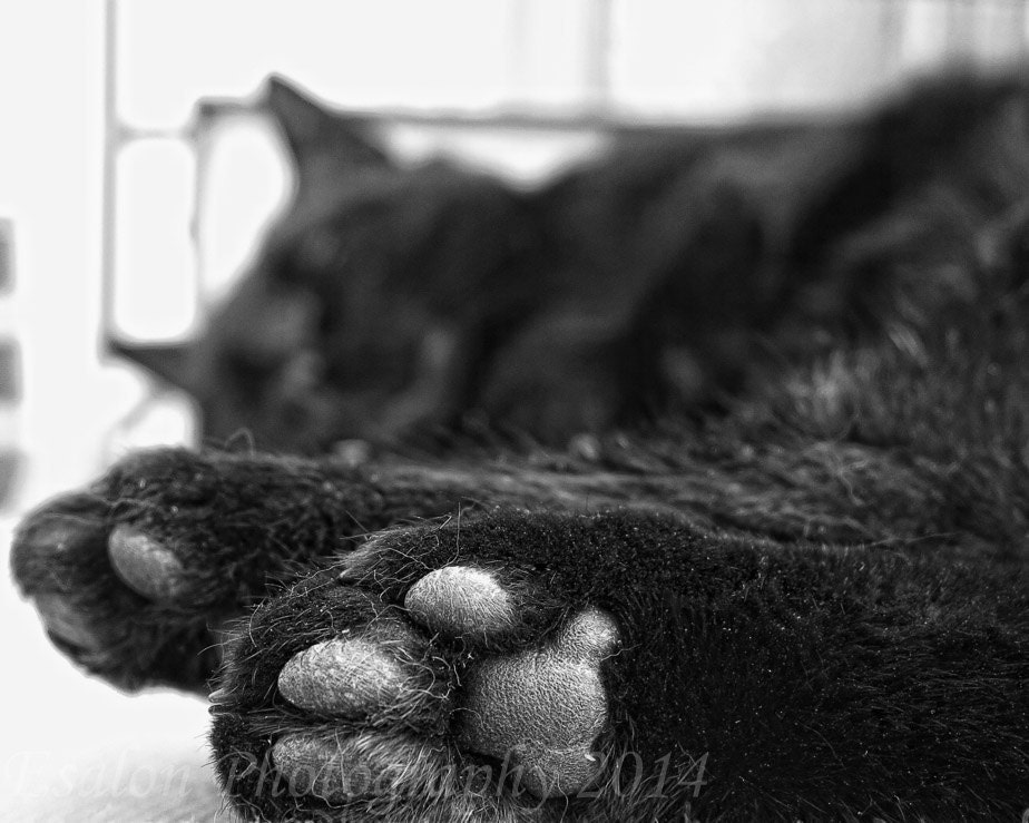 Tired feet sleeping black cats feet original print in black