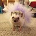HedgehogLady
