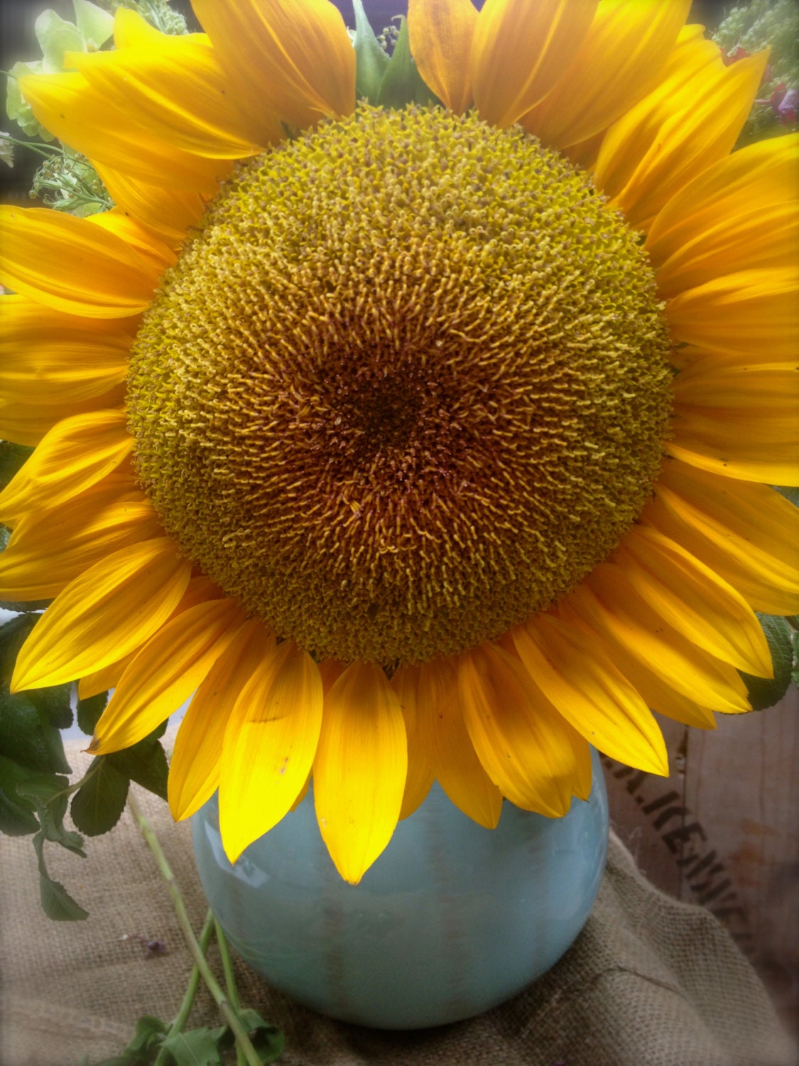 Mammoth Edible Sunflower Heirloom Seeds Rare Flowers