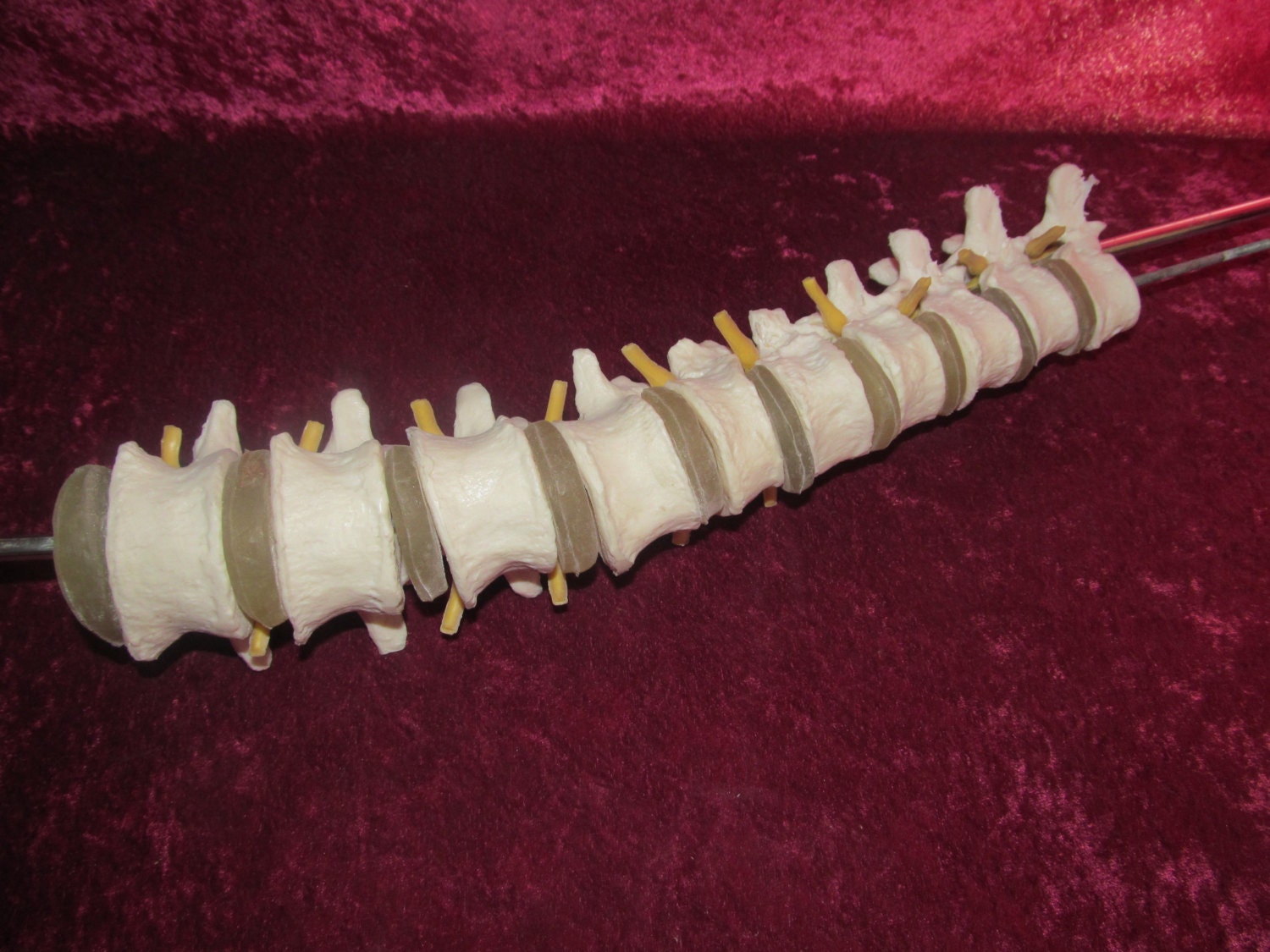 Human spine vertebrae resin cast complete spine