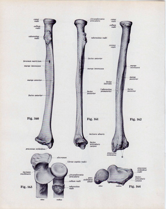 Items similar to Vintage Medical Page Human Body Diagram Bones Skeleton