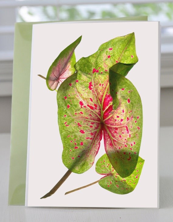 Handmade Greeting Card Calladium Float Blank